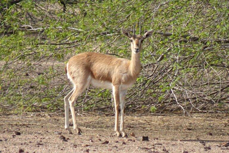 Exploring the Influence of Technology Regulations on Voter Opinion