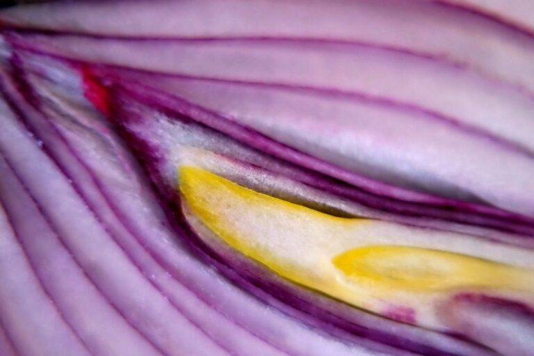 The Impact of Technology on Restaurant Food Safety